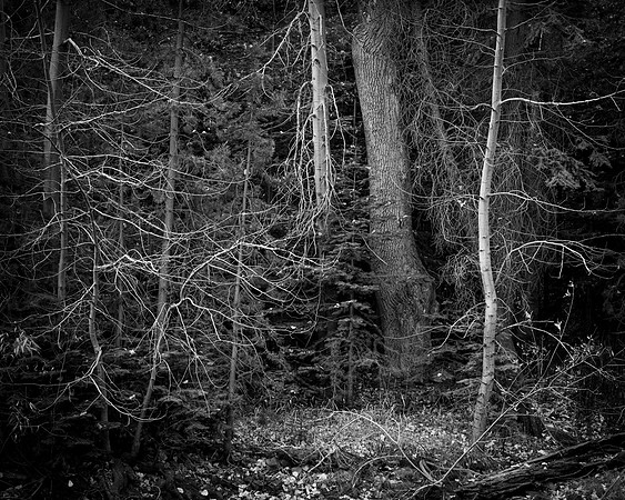 Wild Abandon