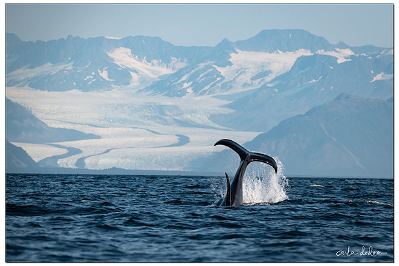 "WHALE TALE"