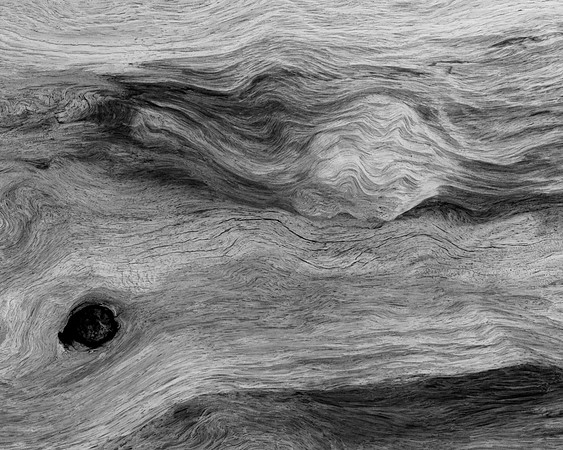 "Bristlecone Abstract #2"