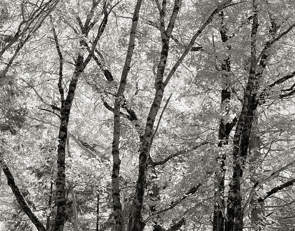 "Black Oaks"