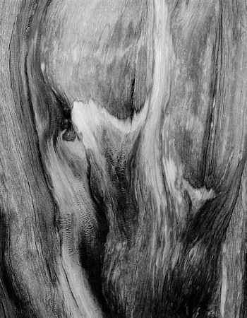 "Bristlecone"