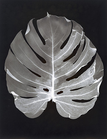 "Lumen Monstera 1"