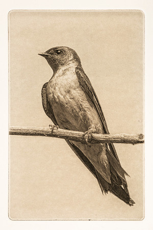 Tapas: "Swallow"