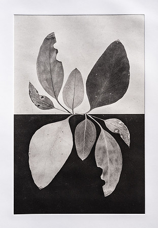"Leaf Study 2"