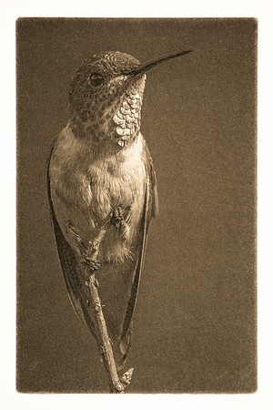 Tapas: "Perched Hummingbird"