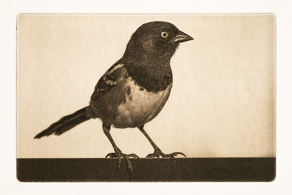 Tapas: "Towhee on Fence"