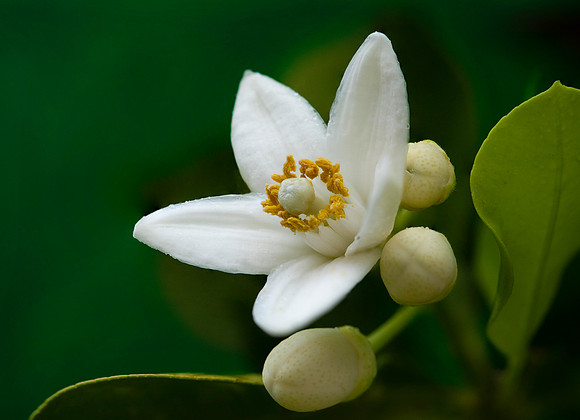 "Oro Blanco"