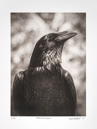"Idyllwild Raven"