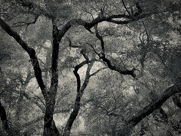 "Some Oaks I Have Known"