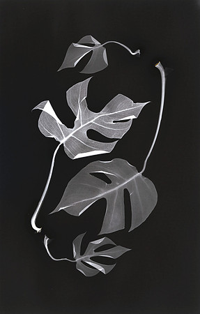 "Mini Monstera Lumens"