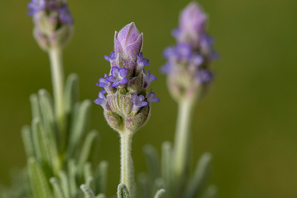 "Lavender"
