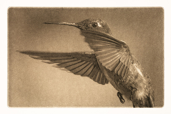Tapas: "Hummingbird in Flight"