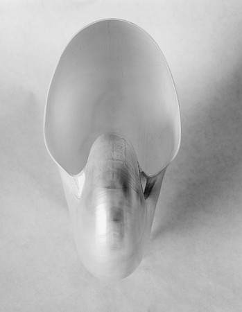 "Nautilus Shell, 2000"