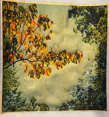 "The Dogwood I Wanted to Cut Down" by Chip Standifer