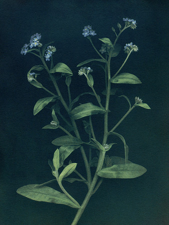 "Forget Me Not"