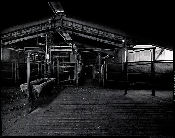 Next Milking-AM