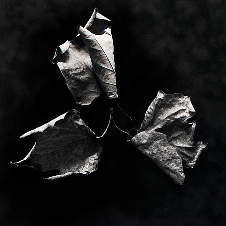 "Leaf Study 1"