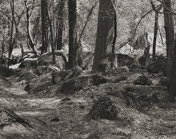 "Sentinel Forest"
