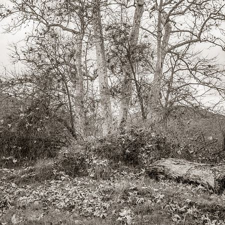 "Four Sycamores"