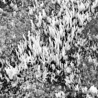 "Salt Formation #2"