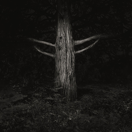 ITEM 18: "Animistic Ground #59, 2017" by Robert Treat