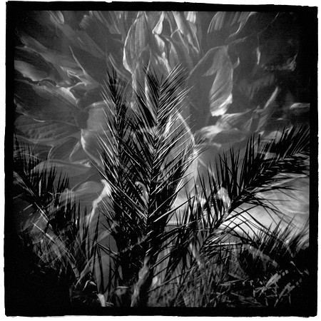 "MA Hosta + AZ Palm"