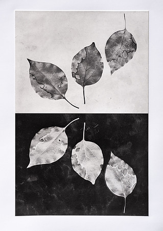 "Leaf Study 1"