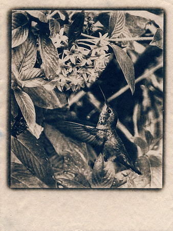 Danna: "Hummingbird at Penta"