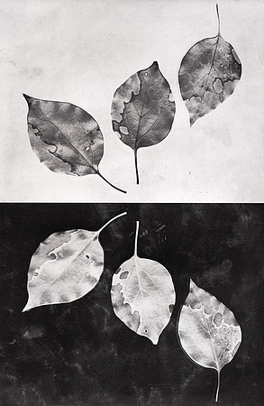 "Leaf Study 1"