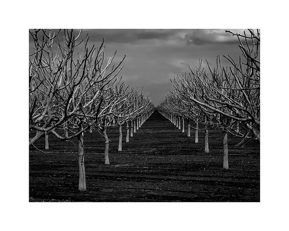 "Almond Orchard"