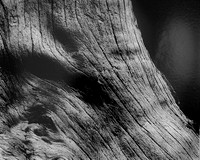 "Burl 2, Oregon Coast"