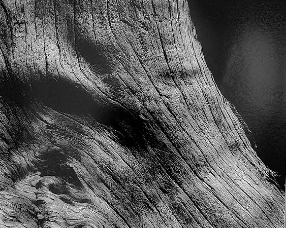 "Burl 2, Oregon Coast"