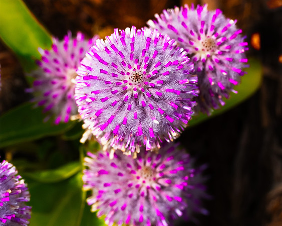 "Mulla Mulla, Ptilotus Exaltatus No2"