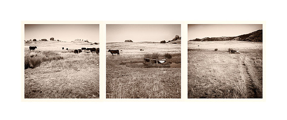 "River Source and Cattle"