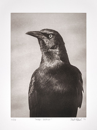 "Hodges Grackle"