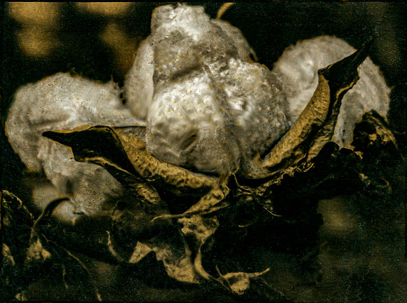 "Material Vanity" (2) - Triptych, 2024
