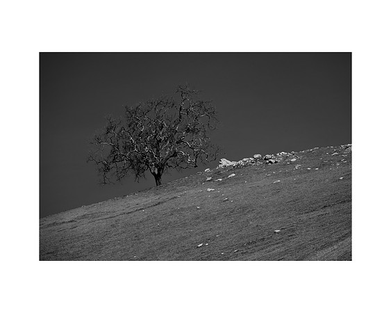 "Lone Tree"