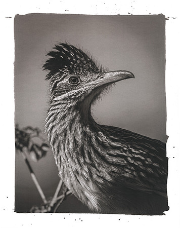 Marsh: "Escondido Roadrunner"