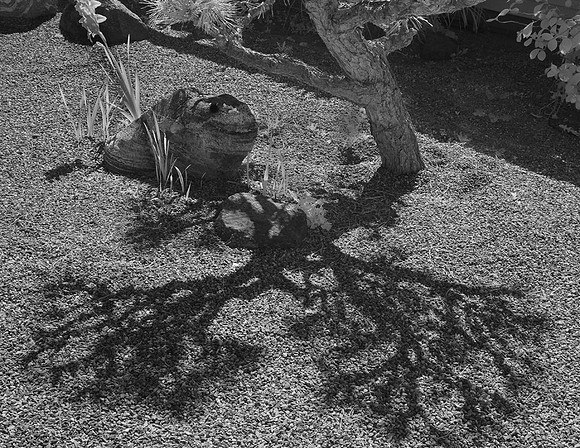 "Earth's Lung's"