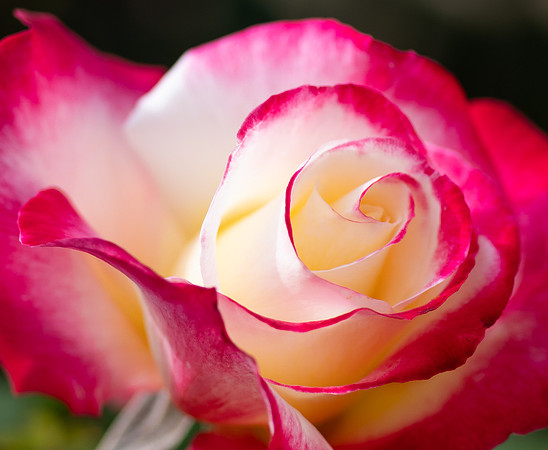 "Barbra Streisand Rose"