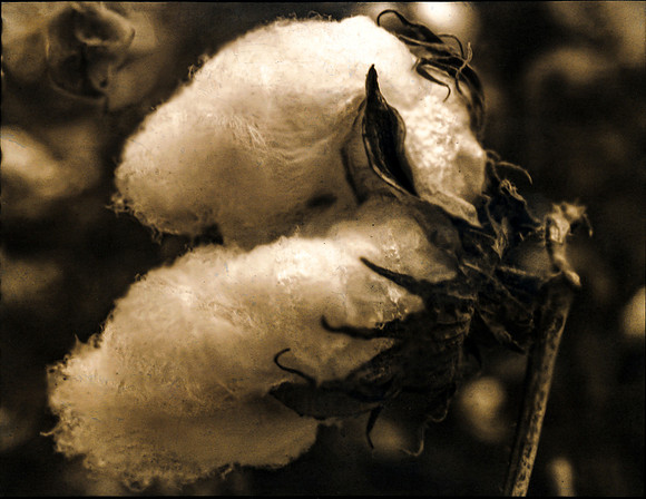 "Material Vanity" (3) - Triptych, 2024