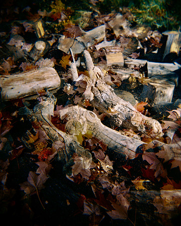 "Logs + Fall Leaves"