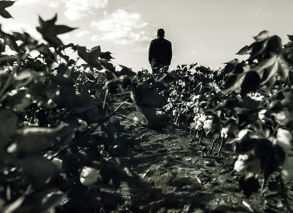 "A Way of Looking - Cotton Fields"
