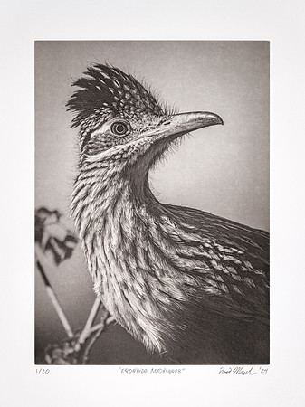 "Escondido Roadrunner"