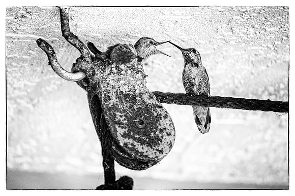 Marie Tartar "Life and Death on a Chandelier Pulley"