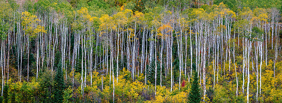 "Aspens"