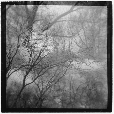 "Trees In AZ + MA"
