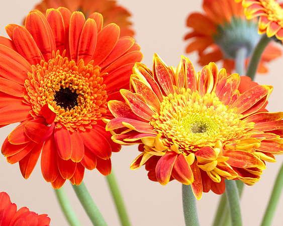"Gallery Flowers"