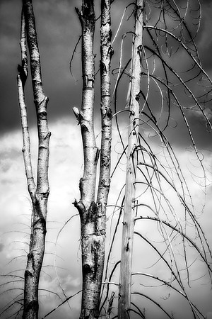 "Bones of the Forest"