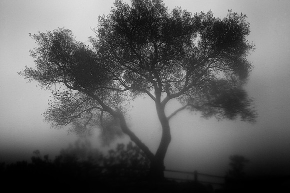 "Foggy Tree"